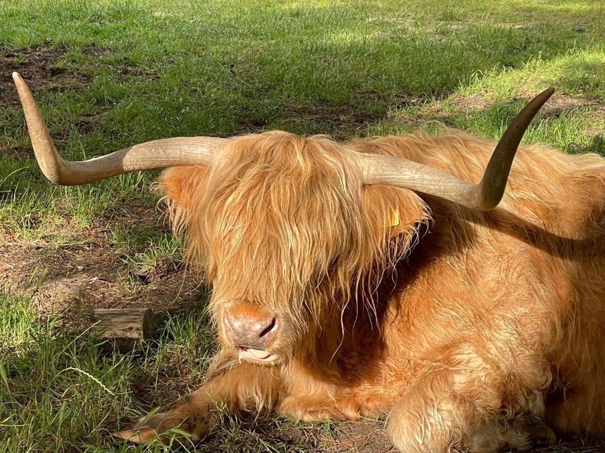The Bearded Goat Den - A Rural Retreat At This Modern Holiday Cottage Saint Leonards Zewnętrze zdjęcie